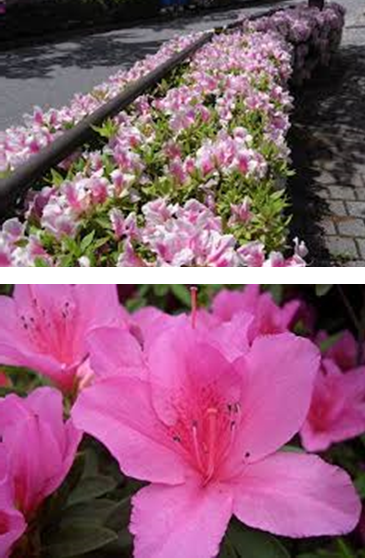 花のコーナー 年04月 一般社団法人北九州緑化協会