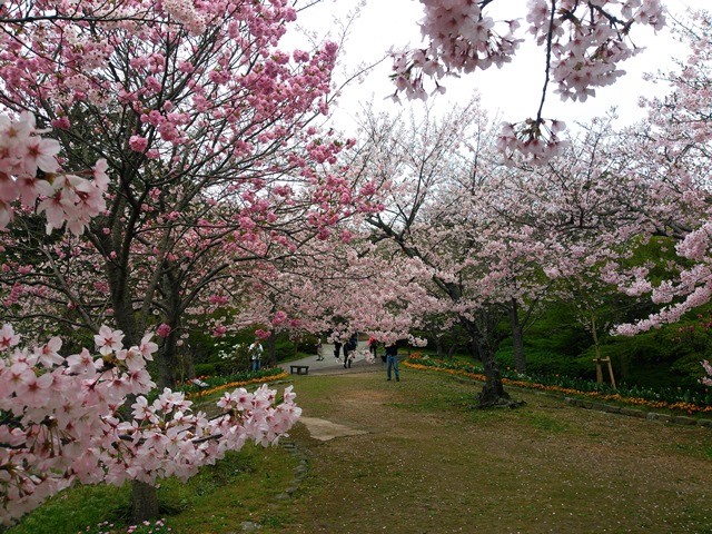 白野江植物公園　桜の広場